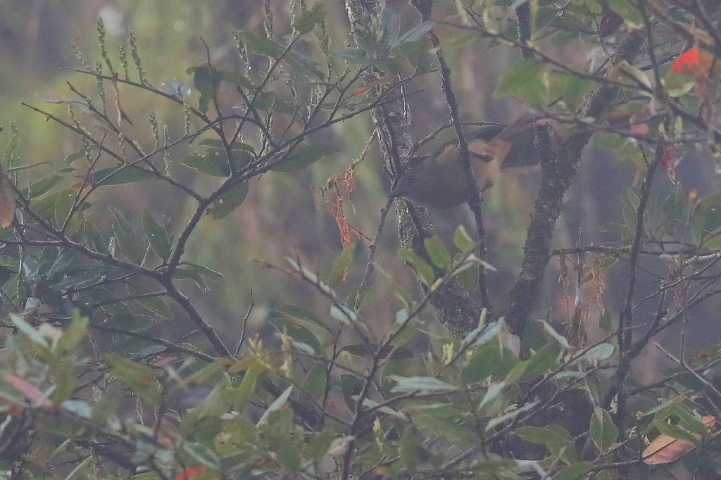 Sooty Shrikethrush (Colluricincla tenebrosa) photo