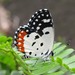 Red Pierrot - Photo (c) Nuwan Chathuranga, all rights reserved, uploaded by Nuwan Chathuranga