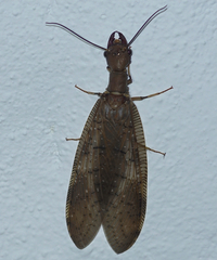 Image of Corydalus peruvianus