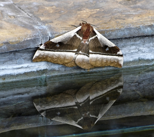Cabbage Tree Emperor