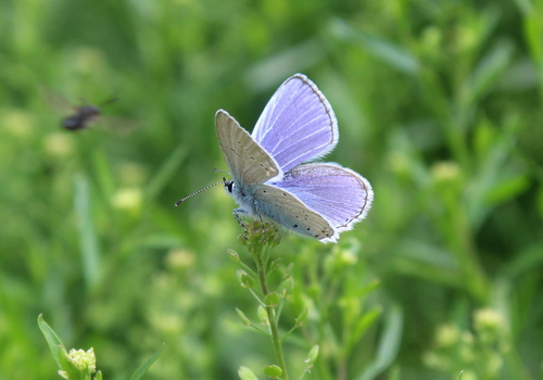 Provençal short-tailed blue