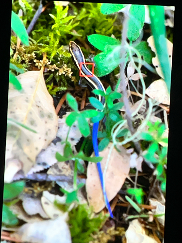 iNaturalist observation photo of Western Skink
