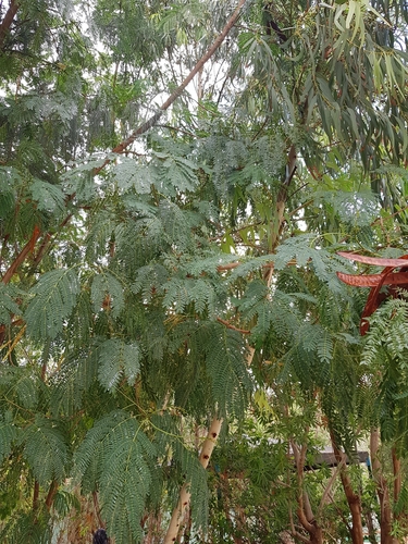 White leadtree