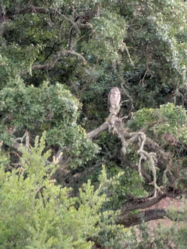 View observation of {o.common_name} on iNaturalist