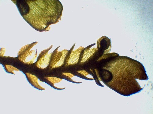 Sphenolobus