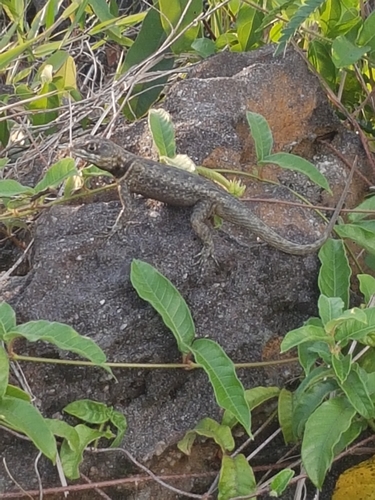 Cerrado Lava Lizard
