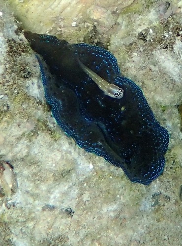 Boring Giant Clam — seen at this dive site