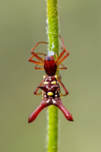 Micrathena forcipata