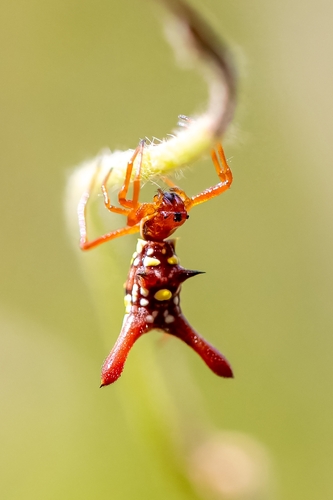 Micrathena forcipata
