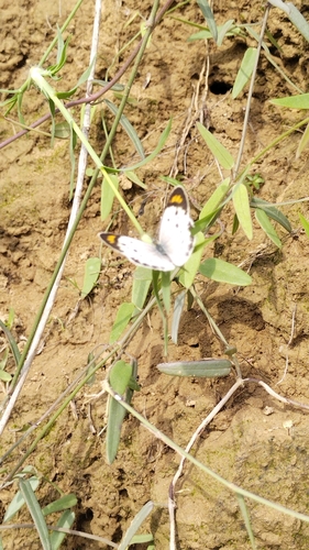 Little Orange-tip
