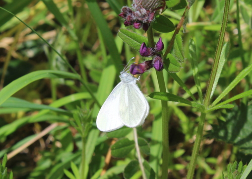 Cryptic Wood White