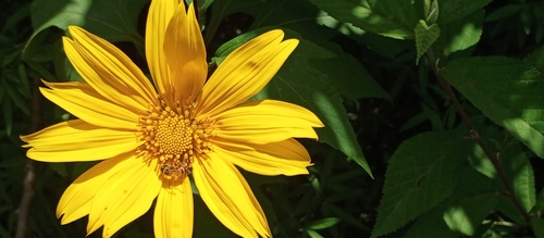 Mexican sunflower