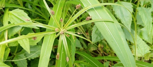 Pacific island flatsedge