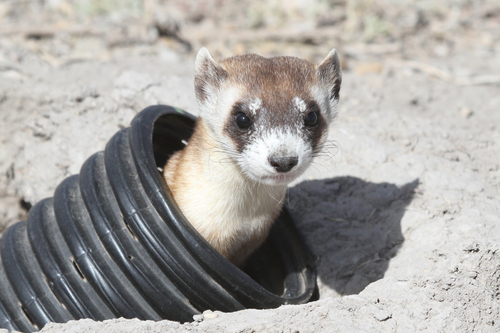 Black-footed Ferret