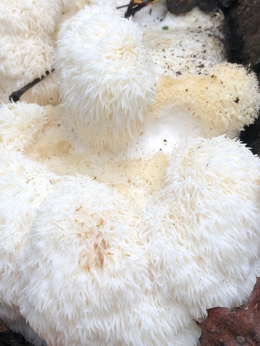 Bear's Head Tooth