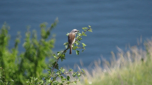 Red-backed Shrike