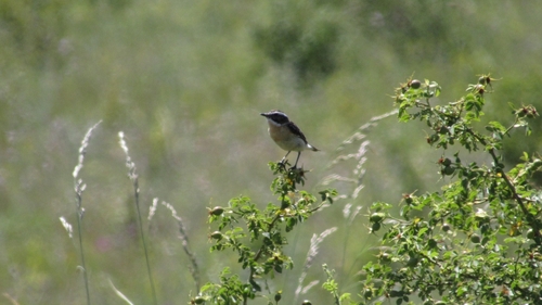 Whinchat