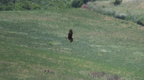 Western Marsh Harrier
