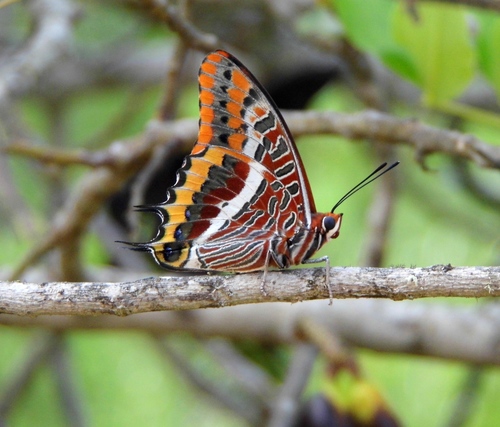Two-tailed Pasha