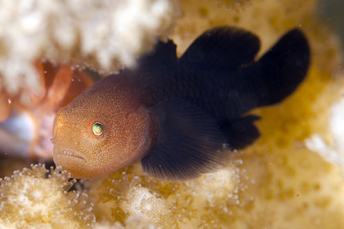 Paragobiodon modestus