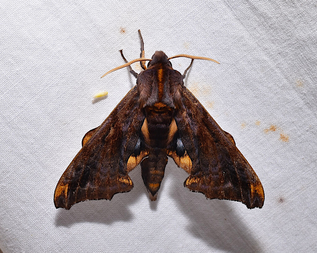 Smaller Sphinx Small-eyed Sphinx from Preston County, WV, USA on July 8, 2025 by ...