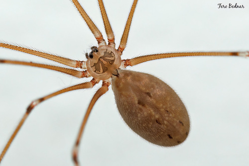Pholcus