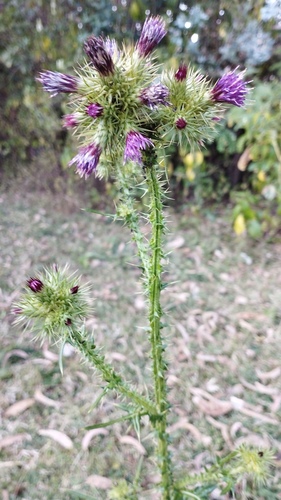 Afrocarduus leptacanthus