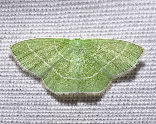 Tuscarora Emerald