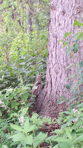 Ruffed Grouse