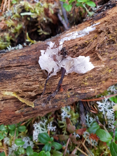 graceful tooth