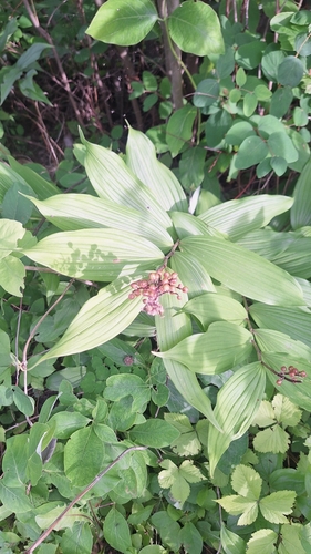 western Solomon's plume