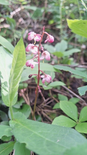 bog wintergreen