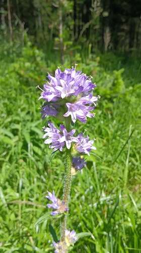 Bristly Bellflower