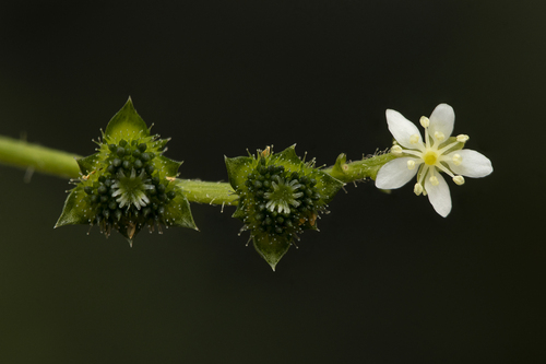 Caperonia palustris (L.) A.St.-Hil.