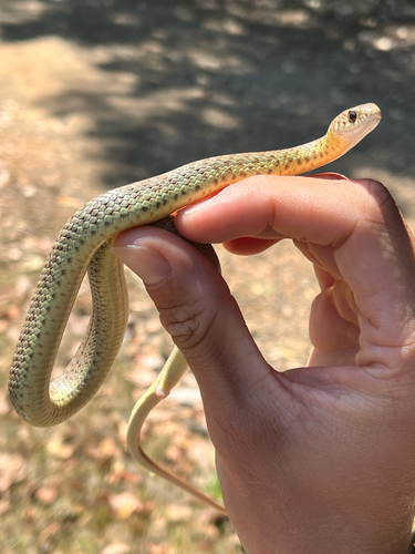 iNaturalist observation photo of North American Racer