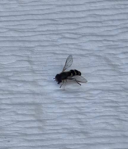 Unknown species found near Sandpoint, ID 83864, USA