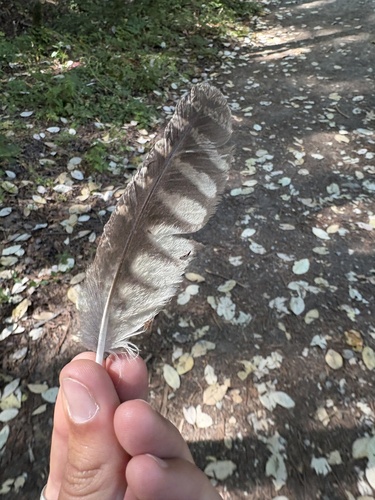 View observation of {o.common_name} on iNaturalist