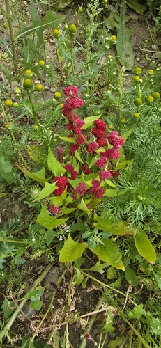 Beetberry