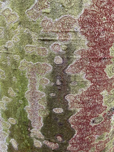 Beech Bark Canker Fungus