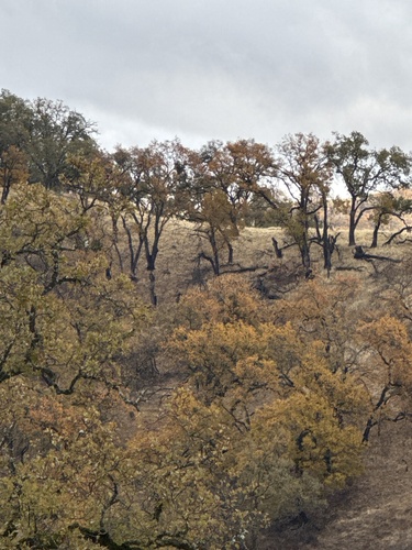 iNaturalist observation photo of oaks