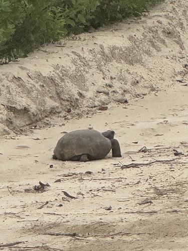 Gopherus polyphemus