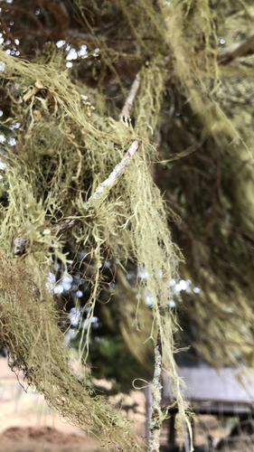 iNaturalist observation photo of lace lichen