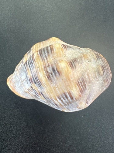Stramonita haemastoma