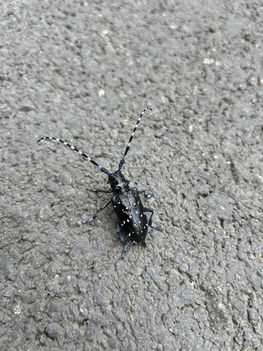 Citrus Longhorn Beetle