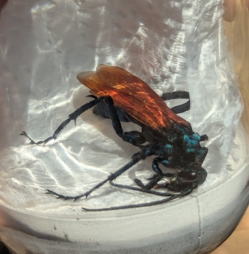 iNaturalist observation photo of Thisbe's Tarantula-hawk Wasp