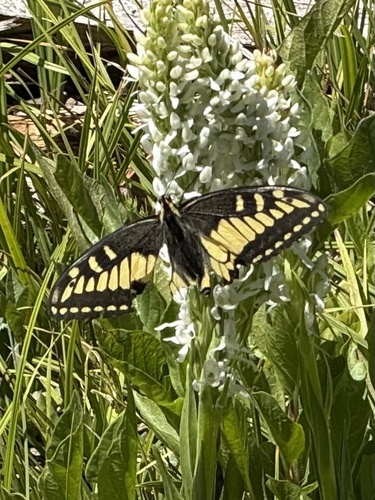 iNaturalist observation photo of Anise Swallowtail