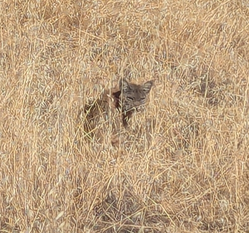 iNaturalist observation photo of Bobcat
