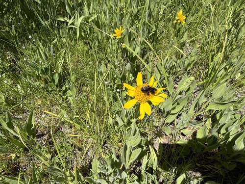 iNaturalist observation photo of Bees