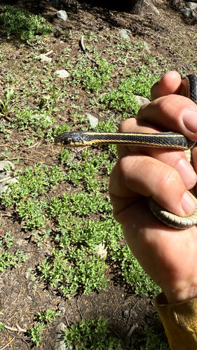iNaturalist observation photo of Western Terrestrial Garter Snake
