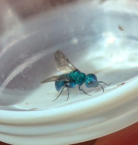 iNaturalist observation photo of Elampini